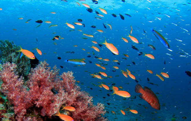 聯合國通過《公海條約》保護海洋 保育工作仍待努力