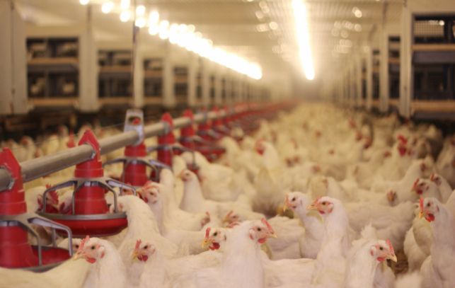 多縣市禽流感 加劇雞農損失與缺蛋